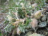  ( - CCDB-24814-H11)  @11 [ ] CreativeCommons - Attribution Non-Commercial Share-Alike (2015) Evgeny Zibzeev Central Ciberian Botanical Garden