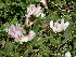  (Trifolium eximium - CCDB-24817-A05)  @11 [ ] CreativeCommons - Attribution Non-Commercial Share-Alike (2015) Evgeny Zibzeev Central Ciberian Botanical Garden