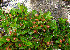  ( - CCDB-24817-A06)  @11 [ ] CreativeCommons - Attribution Non-Commercial Share-Alike (2015) Evgeny Zibzeev Central Ciberian Botanical Garden