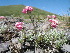  ( - CCDB-24817-A07)  @11 [ ] CreativeCommons - Attribution Non-Commercial Share-Alike (2015) Evgeny Zibzeev Central Ciberian Botanical Garden