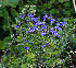  (Veronica krylovii - CCDB-24817-B09)  @11 [ ] CreativeCommons - Attribution Non-Commercial Share-Alike (2015) Evgeny Zibzeev Central Ciberian Botanical Garden