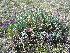  ( - CCDB-24817-C01)  @11 [ ] CreativeCommons - Attribution Non-Commercial Share-Alike (2015) Evgeny Zibzeev Central Ciberian Botanical Garden