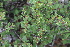  ( - CCDB-24817-C05)  @11 [ ] CreativeCommons - Attribution Non-Commercial Share-Alike (2015) Evgeny Zibzeev Central Ciberian Botanical Garden