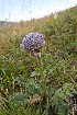  ( - CCDB-24817-C12)  @11 [ ] CreativeCommons - Attribution Non-Commercial Share-Alike (2015) Evgeny Zibzeev Central Ciberian Botanical Garden