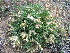  ( - CCDB-24817-E02)  @11 [ ] CreativeCommons - Attribution Non-Commercial Share-Alike (2015) Evgeny Zibzeev Central Ciberian Botanical Garden