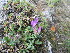  ( - CCDB-24817-G02)  @11 [ ] CreativeCommons - Attribution Non-Commercial Share-Alike (2015) Evgeny Zibzeev Central Ciberian Botanical Garden