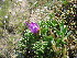  ( - CCDB-24817-H02)  @11 [ ] CreativeCommons - Attribution Non-Commercial Share-Alike (2015) Evgeny Zibzeev Central Ciberian Botanical Garden