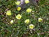  ( - CCDB-24901-A04)  @11 [ ] CreativeCommons - Attribution Non-Commercial Share-Alike (2015) Evgeny Zibzeev Central Ciberian Botanical Garden