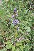  ( - CCDB-24901-A07)  @11 [ ] CreativeCommons - Attribution Non-Commercial Share-Alike (2015) Evgeny Zibzeev Central Ciberian Botanical Garden