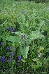  ( - CCDB-24901-B02)  @11 [ ] CreativeCommons - Attribution Non-Commercial Share-Alike (2015) Evgeny Zibzeev Central Ciberian Botanical Garden