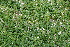  ( - CCDB-24901-B09)  @11 [ ] CreativeCommons - Attribution Non-Commercial Share-Alike (2015) Evgeny Zibzeev Central Ciberian Botanical Garden