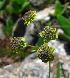  (Bupleurum triradiatum - CCDB-24901-D09)  @11 [ ] CreativeCommons - Attribution Non-Commercial Share-Alike (2015) Evgeny Zibzeev Central Ciberian Botanical Garden