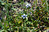  ( - CCDB-24901-E11)  @11 [ ] CreativeCommons - Attribution Non-Commercial Share-Alike (2015) Evgeny Zibzeev Central Ciberian Botanical Garden