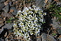  ( - CCDB-24901-E12)  @11 [ ] CreativeCommons - Attribution Non-Commercial Share-Alike (2015) Evgeny Zibzeev Central Ciberian Botanical Garden