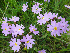  ( - CCDB-24901-F03)  @11 [ ] CreativeCommons - Attribution Non-Commercial Share-Alike (2015) Evgeny Zibzeev Central Ciberian Botanical Garden