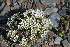  ( - CCDB-24901-F12)  @11 [ ] CreativeCommons - Attribution Non-Commercial Share-Alike (2015) Evgeny Zibzeev Central Ciberian Botanical Garden