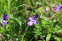 ( - CCDB-24901-G07)  @11 [ ] CreativeCommons - Attribution Non-Commercial Share-Alike (2015) Evgeny Zibzeev Central Ciberian Botanical Garden
