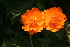  ( - CCDB-24903-A11)  @11 [ ] CreativeCommons - Attribution Non-Commercial Share-Alike (2015) Evgeny Zibzeev Central Ciberian Botanical Garden