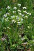  (Aulacospermum - CCDB-24903-B01)  @11 [ ] CreativeCommons - Attribution Non-Commercial Share-Alike (2015) Evgeny Zibzeev Central Ciberian Botanical Garden