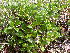  ( - CCDB-24903-F01)  @11 [ ] CreativeCommons - Attribution Non-Commercial Share-Alike (2015) Evgeny Zibzeev Central Ciberian Botanical Garden