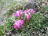 ( - CCDB-24903-F11)  @11 [ ] CreativeCommons - Attribution Non-Commercial Share-Alike (2015) Evgeny Zibzeev Central Ciberian Botanical Garden