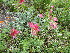  ( - CCDB-24903-H11)  @11 [ ] CreativeCommons - Attribution Non-Commercial Share-Alike (2015) Evgeny Zibzeev Central Ciberian Botanical Garden