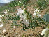  (Vicia costata - CCDB-26259-A07)  @11 [ ] CreativeCommons - Attribution Non-Commercial Share-Alike (2016) Evgeny Zibzeev Central Ciberian Botanical Garden