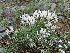  ( - CCDB-26259-B04)  @11 [ ] CreativeCommons - Attribution Non-Commercial Share-Alike (2016) Evgeny Zibzeev Central Ciberian Botanical Garden