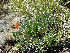  ( - CCDB-26259-C11)  @11 [ ] CreativeCommons - Attribution Non-Commercial Share-Alike (2016) Evgeny Zibzeev Central Ciberian Botanical Garden