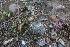  ( - CCDB-26259-C12)  @11 [ ] CreativeCommons - Attribution Non-Commercial Share-Alike (2016) Evgeny Zibzeev Central Ciberian Botanical Garden