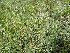  (Astragalus puberulus - CCDB-26259-D06)  @11 [ ] CreativeCommons - Attribution Non-Commercial Share-Alike (2016) Evgeny Zibzeev Central Ciberian Botanical Garden