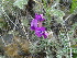  ( - CCDB-26259-D11)  @11 [ ] CreativeCommons - Attribution Non-Commercial Share-Alike (2016) Evgeny Zibzeev Central Ciberian Botanical Garden