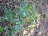  (Astragalus trigonocarpus - CCDB-26259-E02)  @11 [ ] CreativeCommons - Attribution Non-Commercial Share-Alike (2016) Evgeny Zibzeev Central Ciberian Botanical Garden