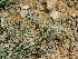  (Astragalus ceratoides - CCDB-26259-E07)  @11 [ ] CreativeCommons - Attribution Non-Commercial Share-Alike (2016) Evgeny Zibzeev Central Ciberian Botanical Garden