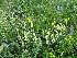  ( - CCDB-26259-F01)  @11 [ ] CreativeCommons - Attribution Non-Commercial Share-Alike (2016) Evgeny Zibzeev Central Ciberian Botanical Garden