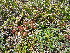  ( - CCDB-26259-F06)  @11 [ ] CreativeCommons - Attribution Non-Commercial Share-Alike (2016) Evgeny Zibzeev Central Ciberian Botanical Garden
