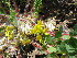  (Astragalus schanginianus - CCDB-26259-G03)  @11 [ ] CreativeCommons - Attribution Non-Commercial Share-Alike (2016) Evgeny Zibzeev Central Ciberian Botanical Garden