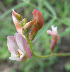  (Astragalus miniatus - CCDB-26259-G07)  @11 [ ] CreativeCommons - Attribution Non-Commercial Share-Alike (2016) Evgeny Zibzeev Central Ciberian Botanical Garden