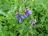  (Vicia unijuga - CCDB-26259-G08)  @11 [ ] CreativeCommons - Attribution Non-Commercial Share-Alike (2016) Evgeny Zibzeev Central Ciberian Botanical Garden