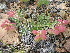  (Astragalus chorinensis - CCDB-26259-H06)  @11 [ ] CreativeCommons - Attribution Non-Commercial Share-Alike (2016) Evgeny Zibzeev Central Ciberian Botanical Garden