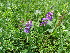  (Vicia amoena - CCDB-26259-H08)  @11 [ ] CreativeCommons - Attribution Non-Commercial Share-Alike (2016) Evgeny Zibzeev Central Ciberian Botanical Garden
