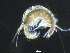  (Americorophium triaenonyx - Atri_SVW_3g)  @11 [ ] No Rights Reserved (2021) Unspecified University of Johannesburg