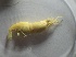  (Macrobrachium scabriculum - Macrobrachium sample 1)  @11 [ ] CreativeCommons - Attribution Share-Alike (2020) Unspecified University of Johannesburg
