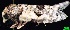  ( - 8040602B5Aug1997)  @11 [ ] CreativeCommons - Attribution Non-Commercial Share-Alike (2012) Eric LaGasa Washington State Department of Agriculture