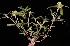  (Mitracarpus megapotamicus (Spreng.) Kuntze - IBOLFlorentin-61)  @11 [ ] Copyright (2018) IBONE IBONE
