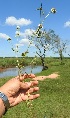  (Mitracarpus bacigalupoae - IBOLFlorentin-62)  @11 [ ] Copyright (2018) IBONE IBONE