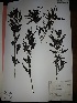  (Heterophyllaea pustulata - IBOLFlorentin-67)  @11 [ ] Copyright (2018) IBONE IBONE