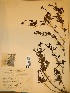 (Heterophyllaea lanceolata - IBOLFlorentin-73)  @11 [ ] Copyright (2018) IBONE IBONE