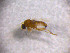  (Megaselia indifferens - EH_SWE_024)  @11 [ ] Creative Commons  Attribution Non-Commercial Share-Alike (2018) NTNU University Museum, Department of Natural History NTNU University Museum, Department of Natural History