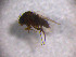  (Megaselia aquilonia - EH_SWE_026)  @11 [ ] Creative Commons  Attribution Non-Commercial Share-Alike (2018) NTNU University Museum, Department of Natural History NTNU University Museum, Department of Natural History